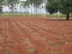 #VD 1128 - Fazenda para Venda em Araguari - MG - 2