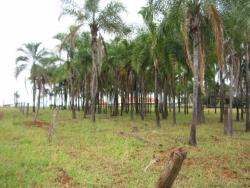 #VD 1128 - Fazenda para Venda em Araguari - MG - 3