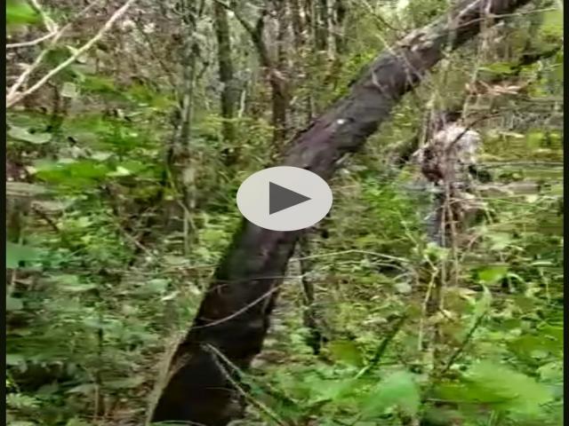 #VD 1611 - Fazenda para Venda em Crixás - GO - 3