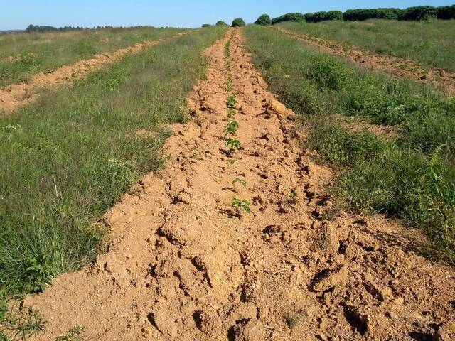 #VD 22105 - Fazenda para Venda em Araxá - MG - 2